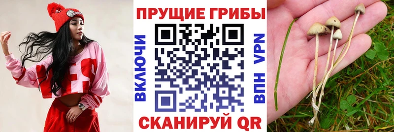 что такое наркотик  Ленинск-Кузнецкий  ОМГ ОМГ как зайти  Галлюциногенные грибы Cubensis 